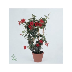 Mandev Sund Red Trellis - 1153