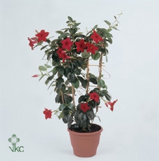 <h4>Mandev Sund Red Trellis - 1153</h4>