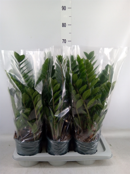 <h4>Zamioculcas zamiifolia</h4>