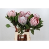 Protea Cynaroides