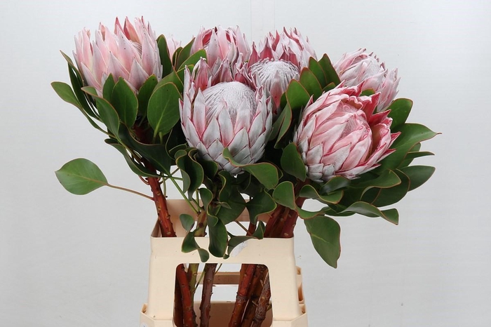 <h4>Protea Cynaroides</h4>