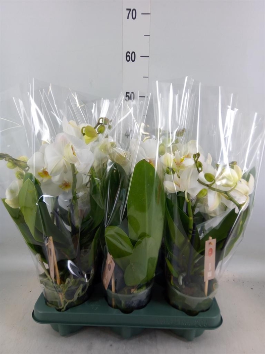 <h4>Phalaenopsis  'Spirit White'</h4>