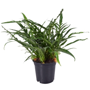 AGLAOMORPHA CORONANS