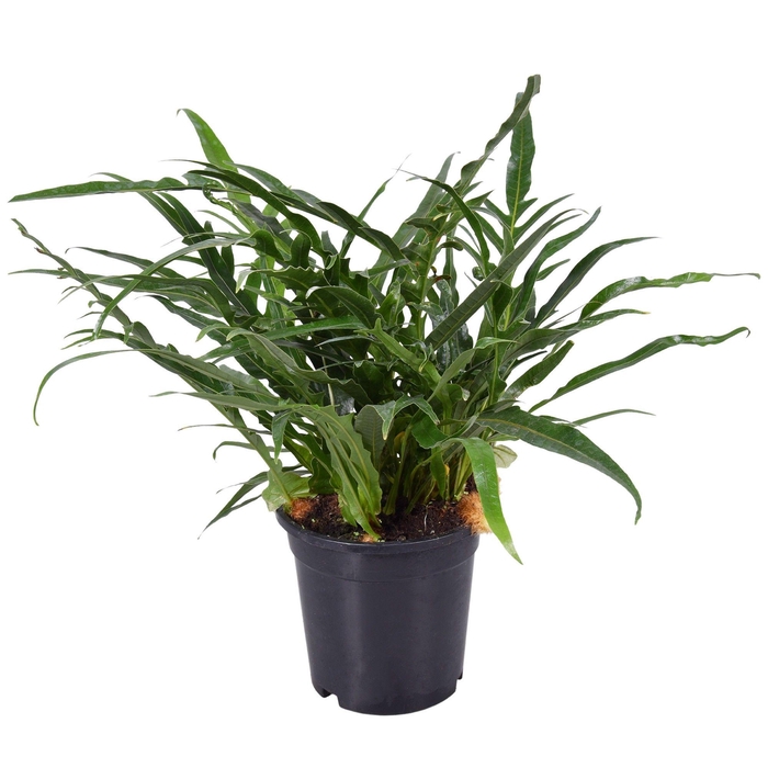 AGLAOMORPHA CORONANS