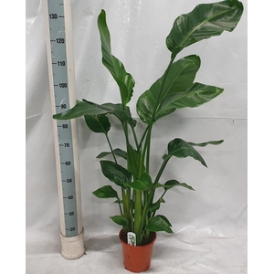 STRELITZIA NICOLAI