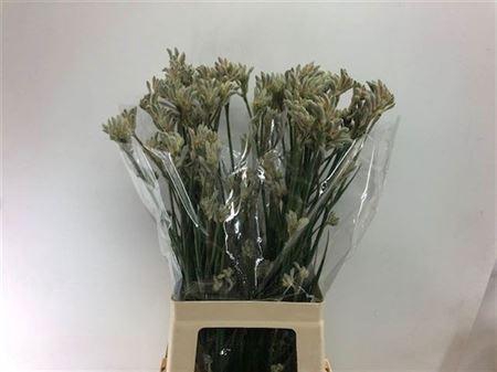 <h4>Anigoz Bush Diamond</h4>