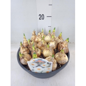 Narcissus taz. 'Geranium'