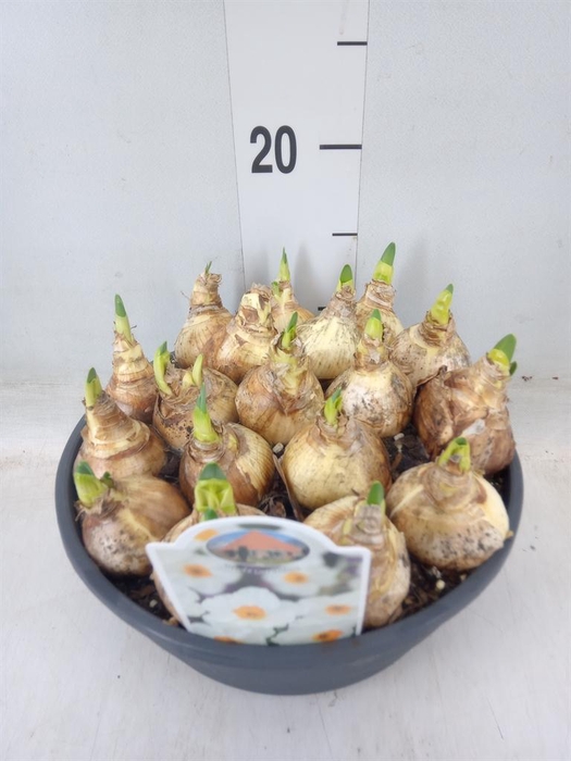 <h4>Narcissus taz. 'Geranium'</h4>