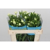 Ranunculus Butterfly Ninos