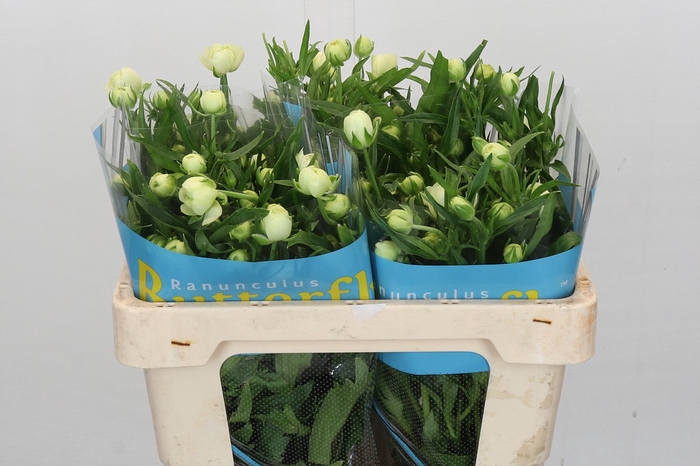 Ranunculus Butterfly Ninos