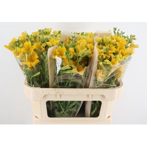 ZOMERBLOEM OV