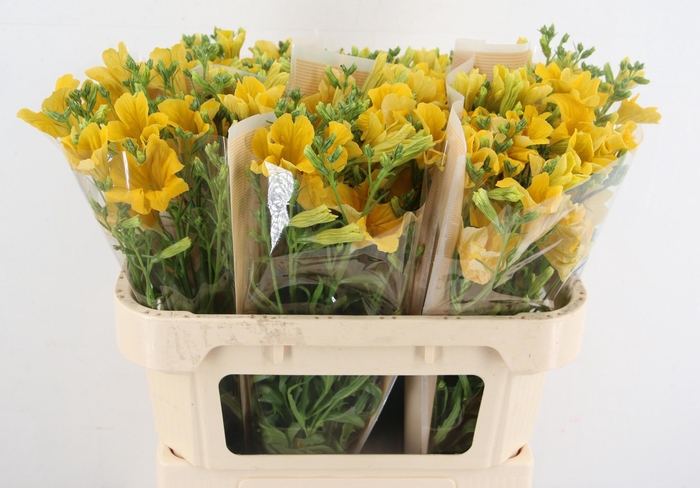 <h4>ZOMERBLOEM OV</h4>
