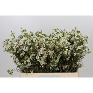 Chamelaucium Sirius
