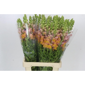 Antirrhinum Potomac Light Orange