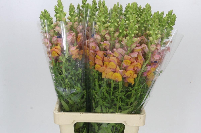 <h4>Antirrhinum Potomac Light Orange</h4>