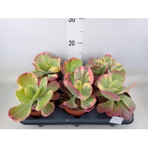 Kalanchoe NF thyrsiflora 'Red Lips'