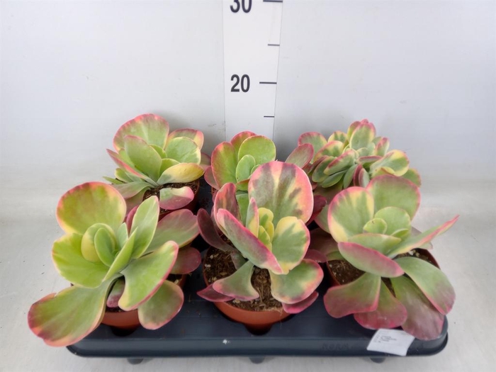 <h4>Kalanchoe NF thyrsiflora 'Red Lips'</h4>