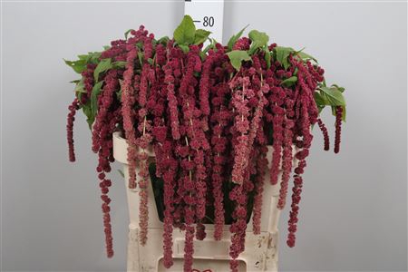 <h4>Amar Ca Rosary</h4>