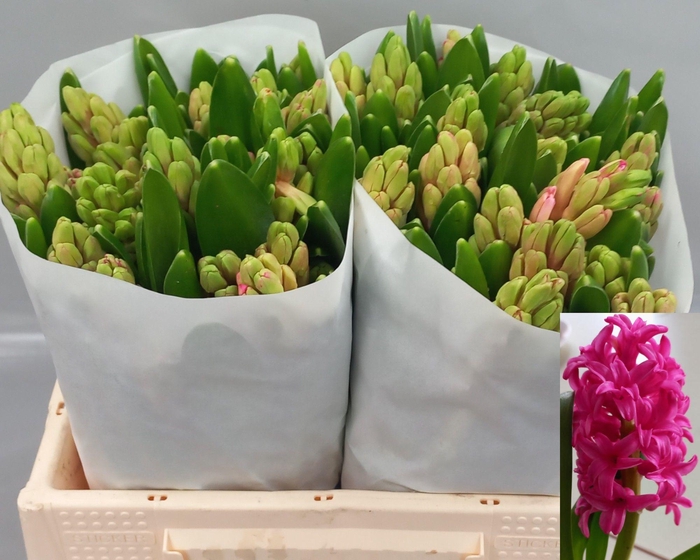 <h4>HYAC SILVESTER</h4>