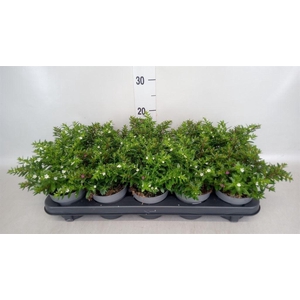 Cuphea hyssop.