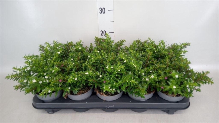 <h4>Cuphea hyssop.</h4>