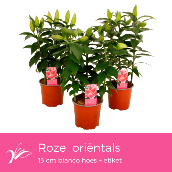 <h4>Lilium oriëntal mix 13 cm blanco hoes+etiket (or. lelie)</h4>