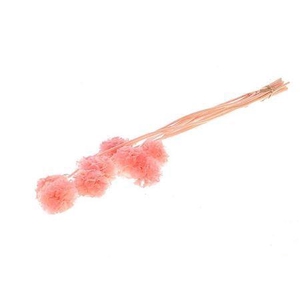 Pres Scabiosa 10pc Pink Bunch Slv