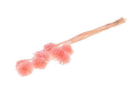 <h4>Pres Scabiosa 10pc Pink Bunch Slv</h4>