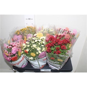 Chrys Garden Mums Gm P15.