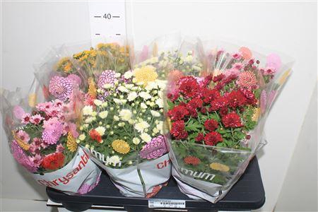 <h4>Chrys Garden Mums Gm P15.</h4>
