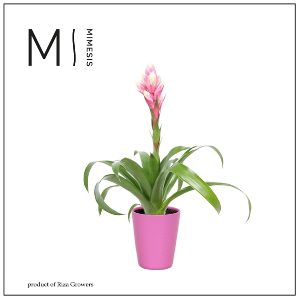 <h4>Mimesis Guzmania Rockyflower Candy - 13 cm in Florence</h4>