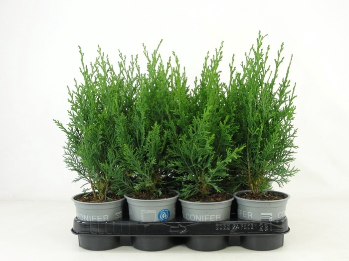 <h4>Chamaecyparis lawsoniana 'Robusta' P11</h4>