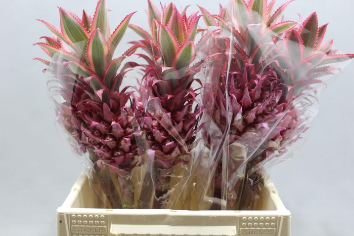 <h4>Ananas Small</h4>