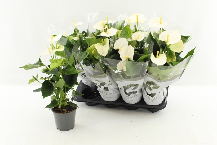 <h4>ANTHU AN COCOS</h4>