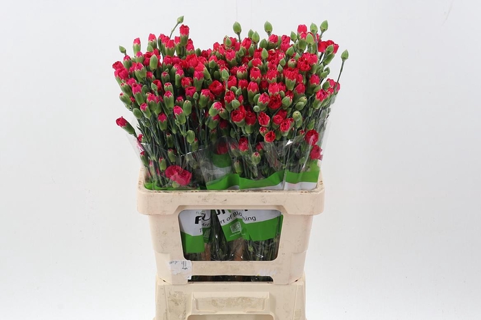 <h4>Di Tr Fleming x20</h4>