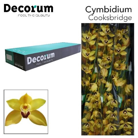 <h4>Cymbidium Cooksbridge</h4>