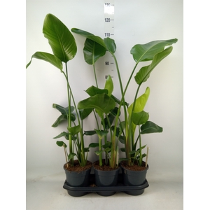 Strelitzia nicolai