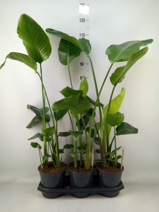 <h4>Strelitzia nicolai</h4>