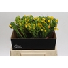 Ornithogalum Dubium Yellow Asa