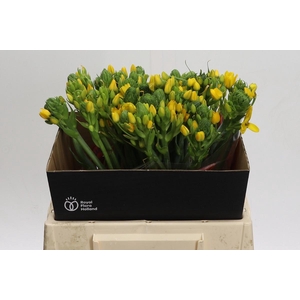 Ornithogalum Dubium Yellow Asa