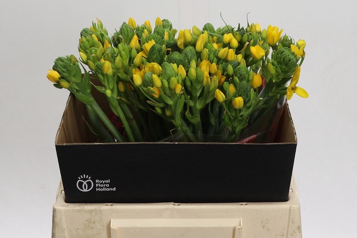 <h4>Ornithogalum Dubium Yellow Asa</h4>