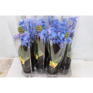PHALAENOPSIS MINI P09 TINGIDA AZUL