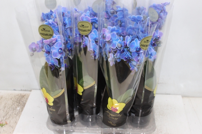 <h4>PHALAENOPSIS MINI P09 TINGIDA AZUL</h4>