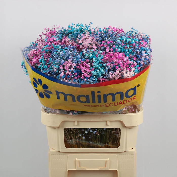 <h4>Gyps Klb Mix Pink Blue Malima</h4>