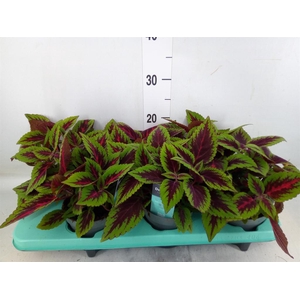 Plectranthus col. 'MSt Ruby Road'