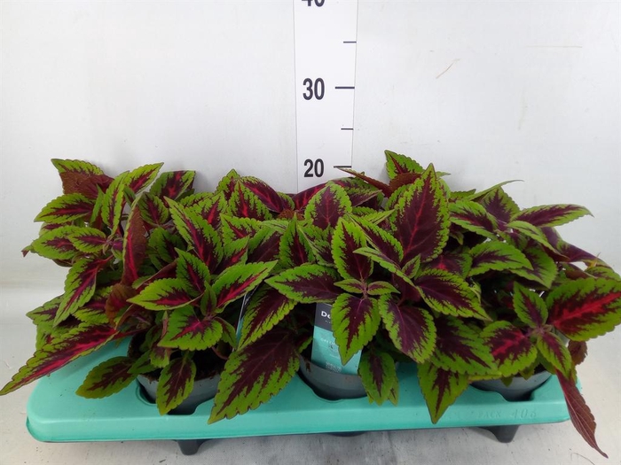 <h4>Plectranthus col. 'MSt Ruby Road'</h4>