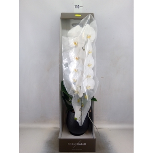 Phalaenopsis   ...white