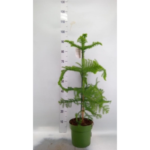 Araucaria heterophylla