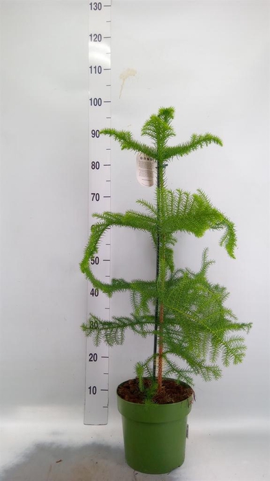 <h4>Araucaria heterophylla</h4>