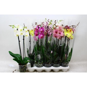 PHAL GEM 7 KL
